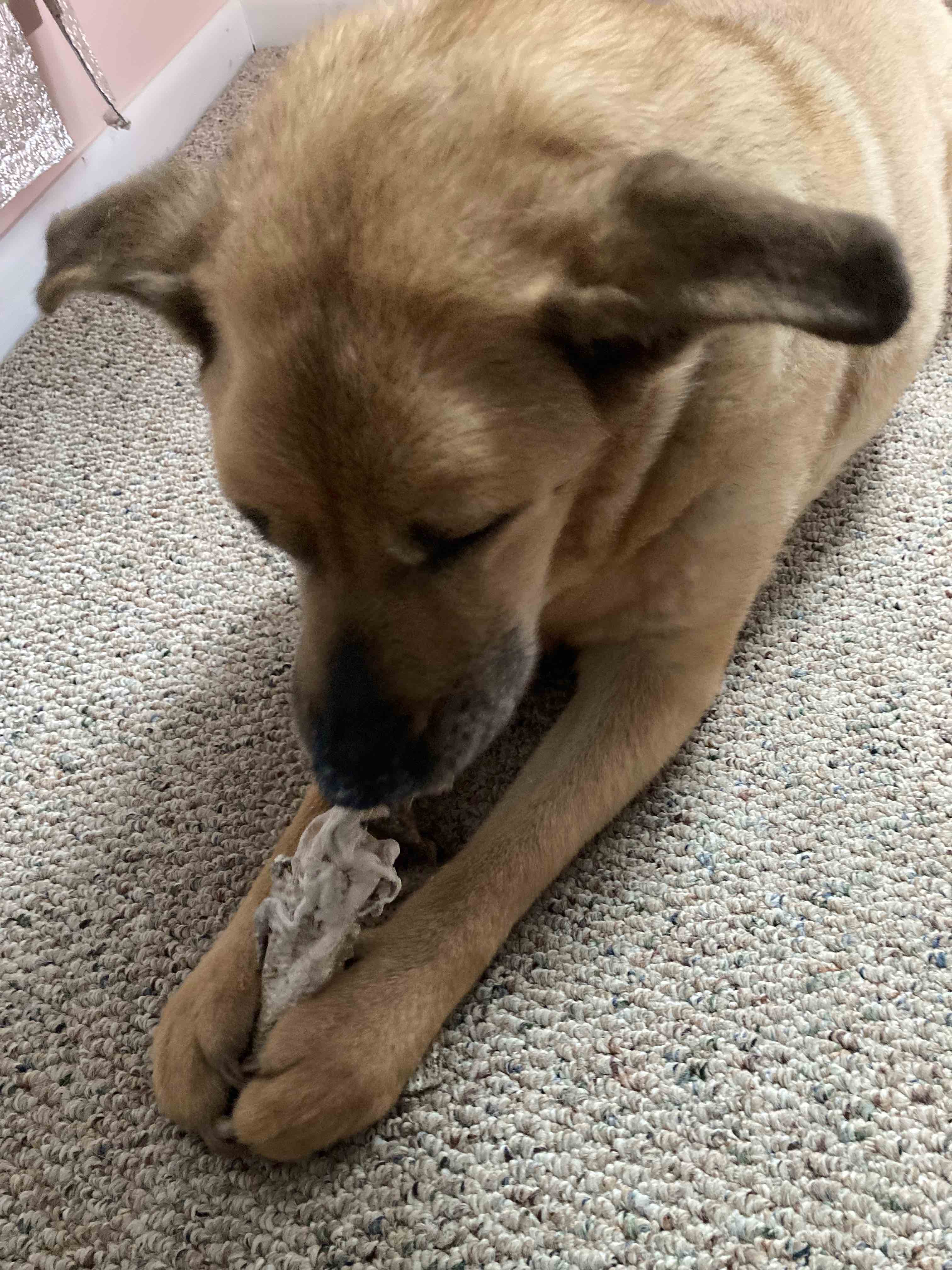Yellow dog chewing a rawhide