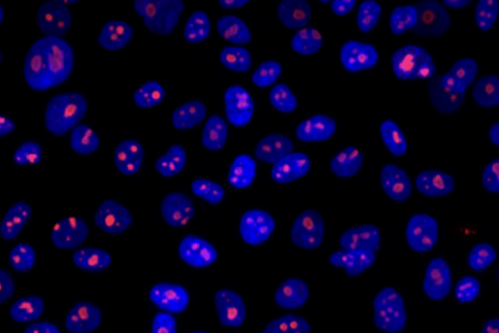 Image of fluorescently tagged cells