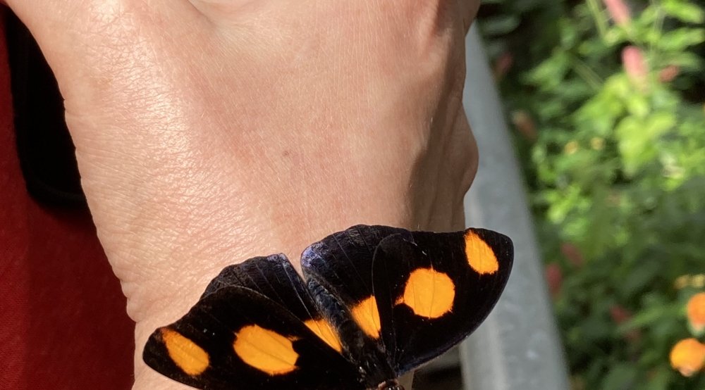 Butterfly on someone's wrist