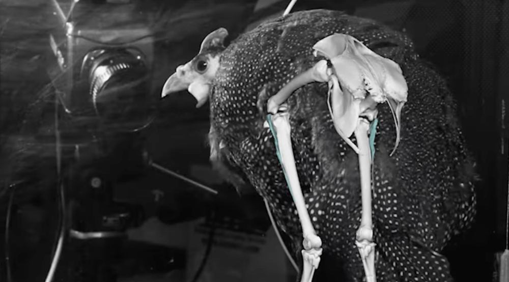 A bird looks into a camera with its pelvic and leg bones superimposed