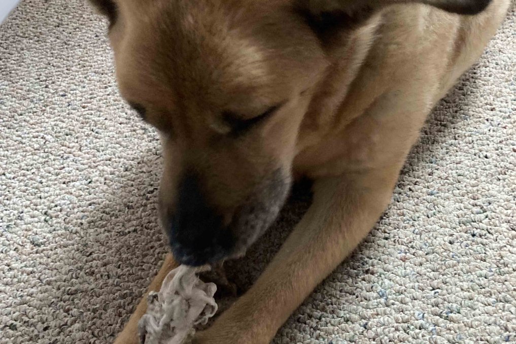 Yellow dog chewing a rawhide