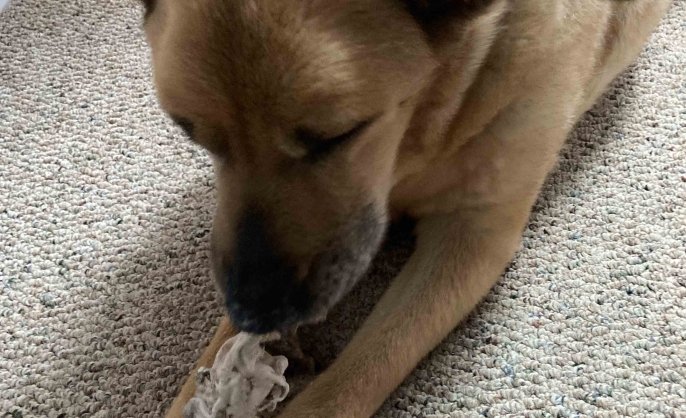 Yellow dog chewing a rawhide