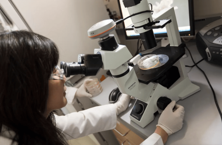 A researcher in a white coat peers through a microscope at a dish of cells