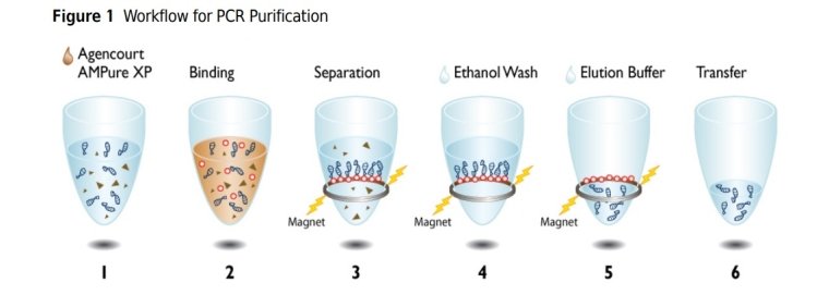 PCR purification process