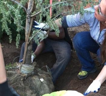 A person plants a young tree