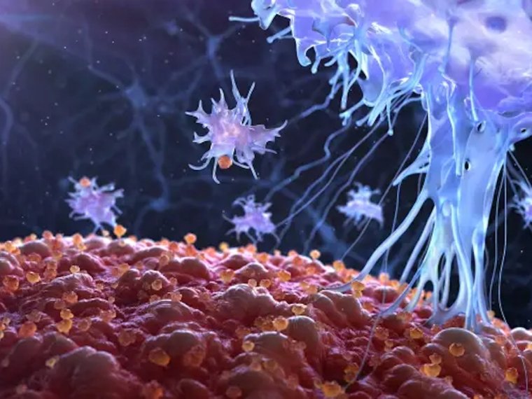 Illustration of multiple cells on microscopy