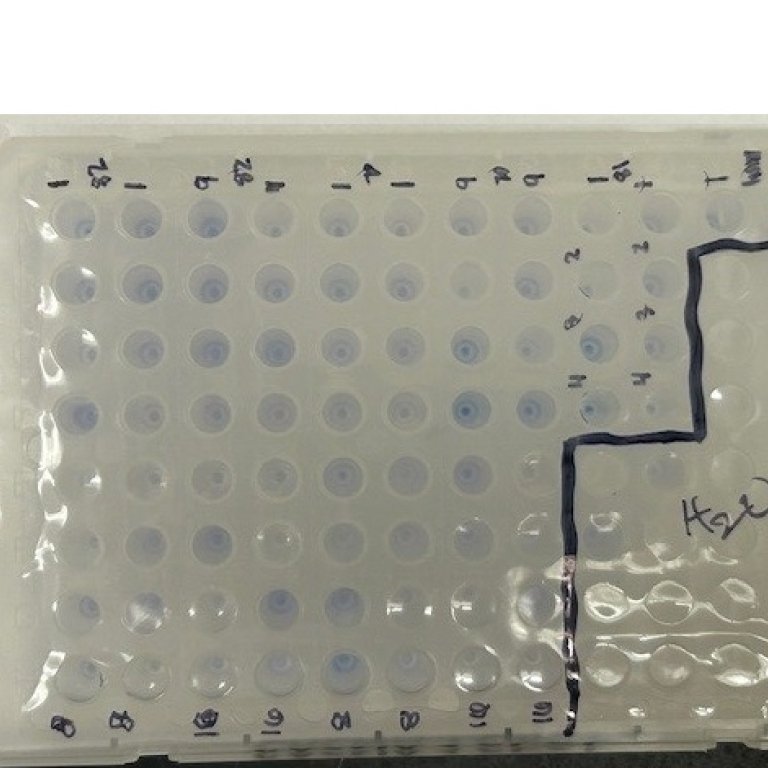 Incorrect plate setup